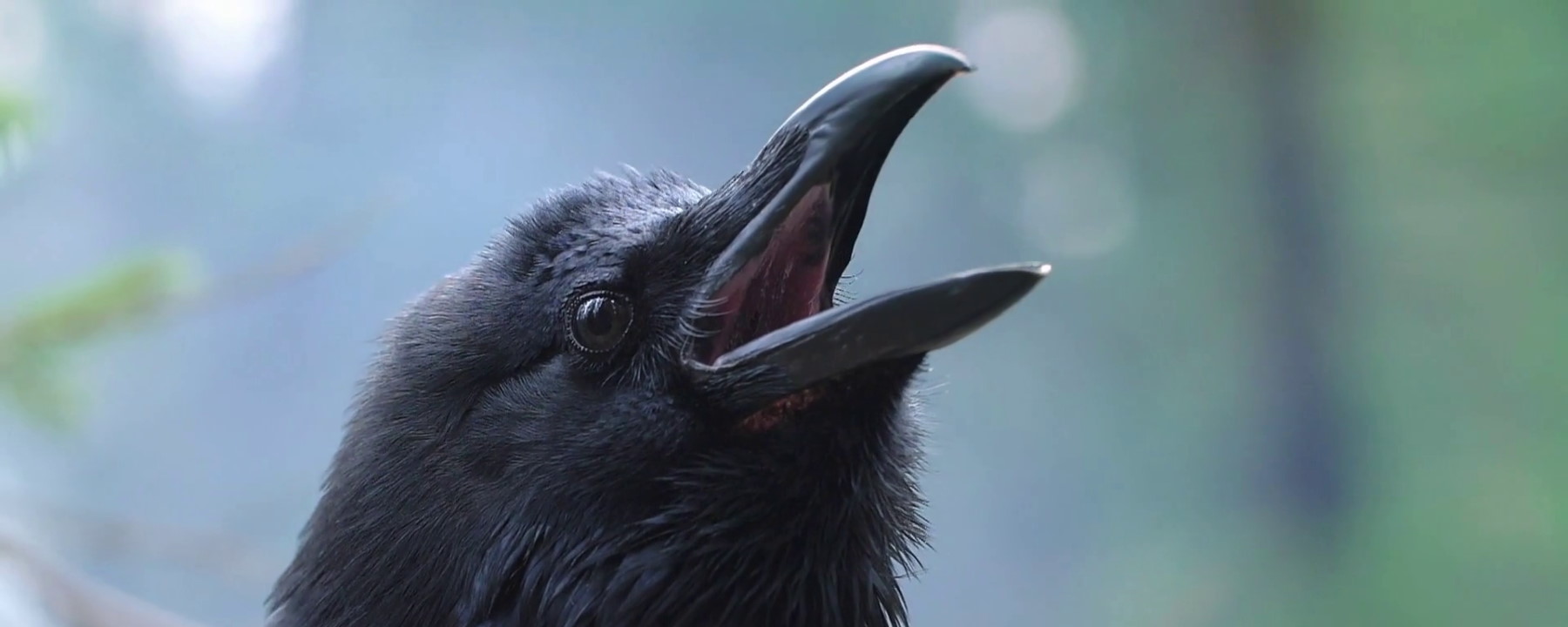 Minding animals. обложка вк медведь длинные. Inside mind. Crow scream. Inside animals minds.